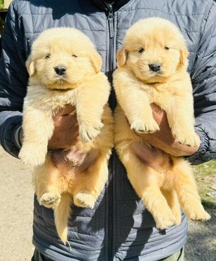 Golden Retriever For Sale In Dehradun