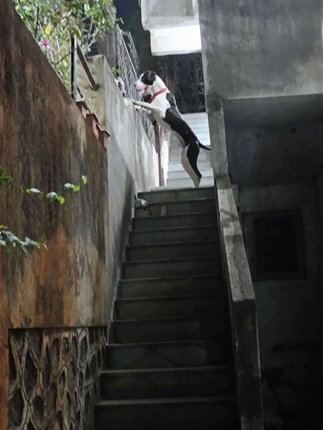 Indian Mastiff Dogs For Mating In Pune