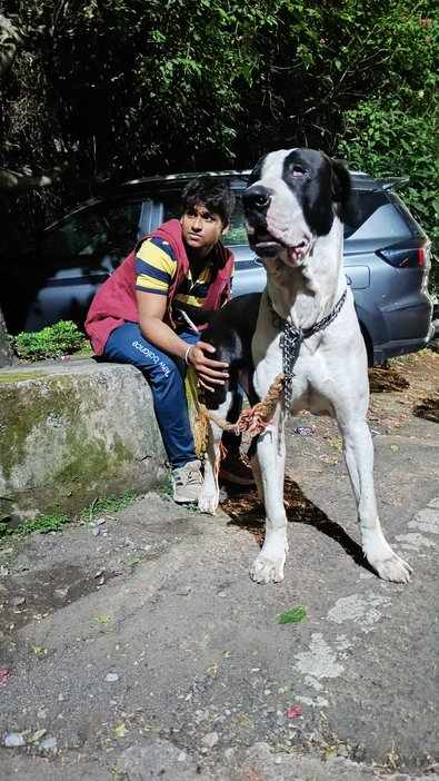 Indian Mastiff Dogs For Mating In Pune