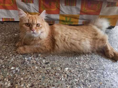 Persian Dogs For Mating In Pune