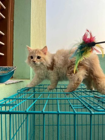 Persian For Sale In Chitradurga
