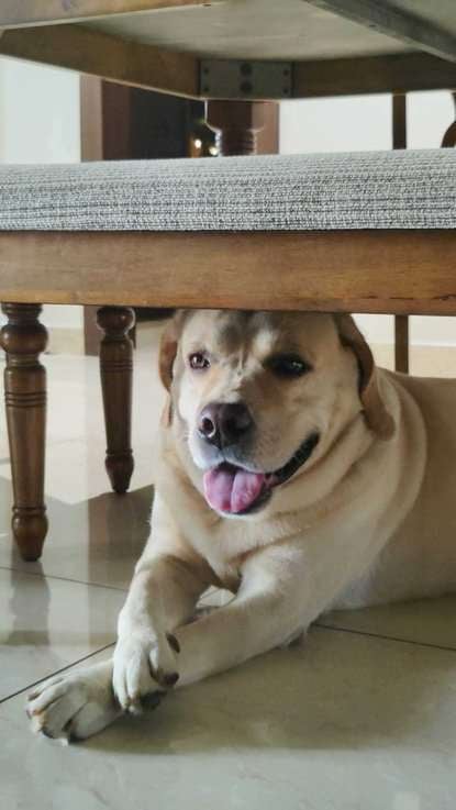 Labrador Retriever Dogs For Mating In Secunderabad