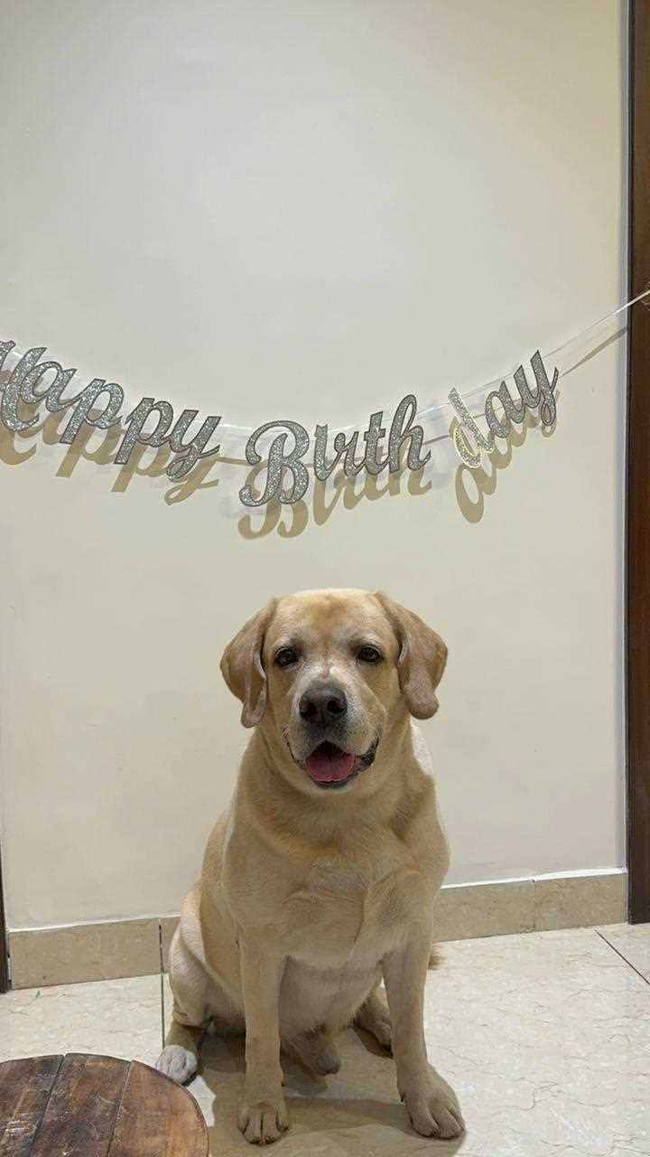 Labrador Retriever Dogs For Mating In Secunderabad
