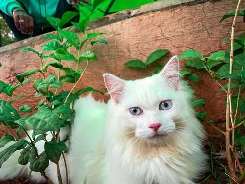 Persian Dogs For Mating In Mumbai
