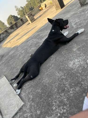 American Pit Bull Terrier For Adoption In Cuttack