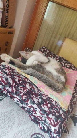 Indian Breed For Adoption In Kolkata