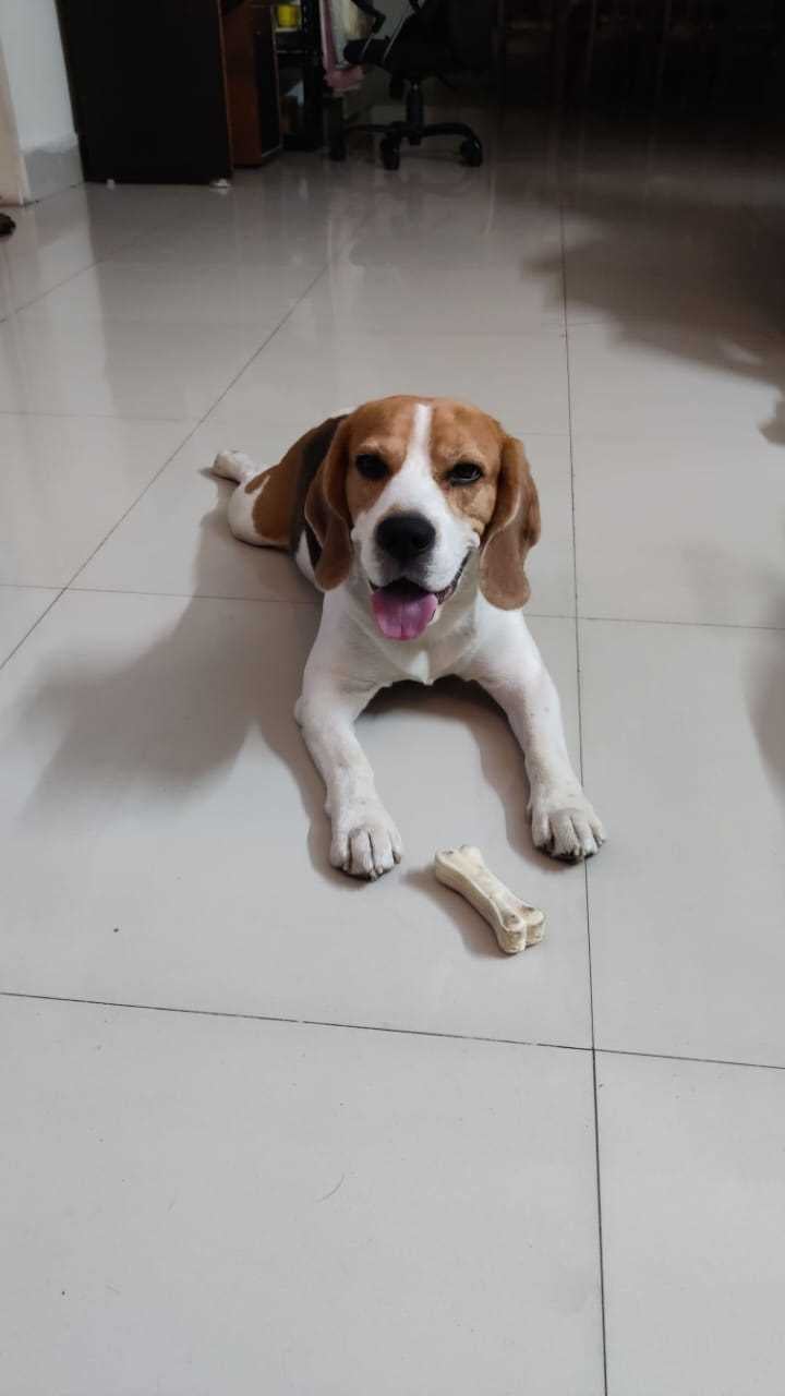 Beagle Dogs For Mating In Hyderabad