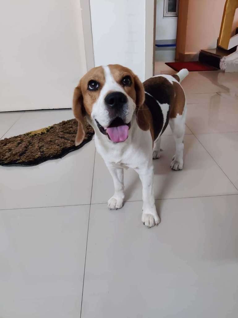 Beagle Dogs For Mating In Hyderabad
