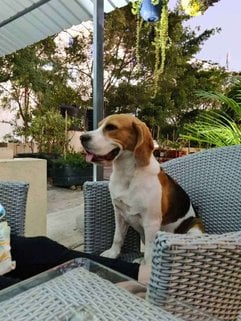Beagle Dogs For Mating In Hyderabad