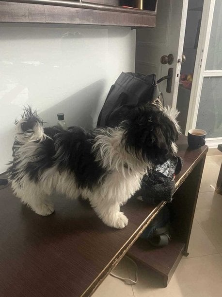 Shih Tzu For Sale In Gurgaon