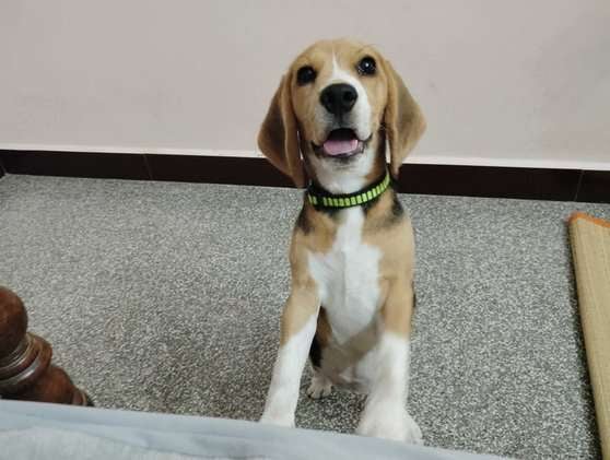 Beagle For Sale In Madurai
