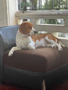 Beagle Dogs For Mating In Chennai