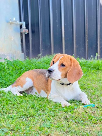Beagle Dogs For Mating In Chennai