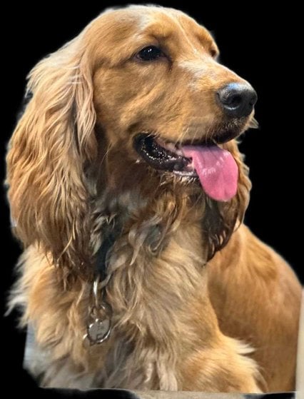 Cocker Spaniel Dogs For Mating In Panaji