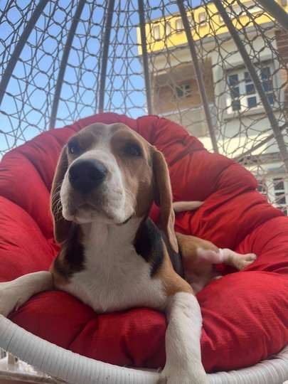 Beagle Dogs For Mating In Bangalore