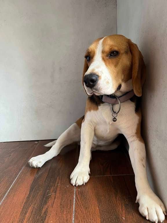 Beagle Dogs For Mating In Bangalore