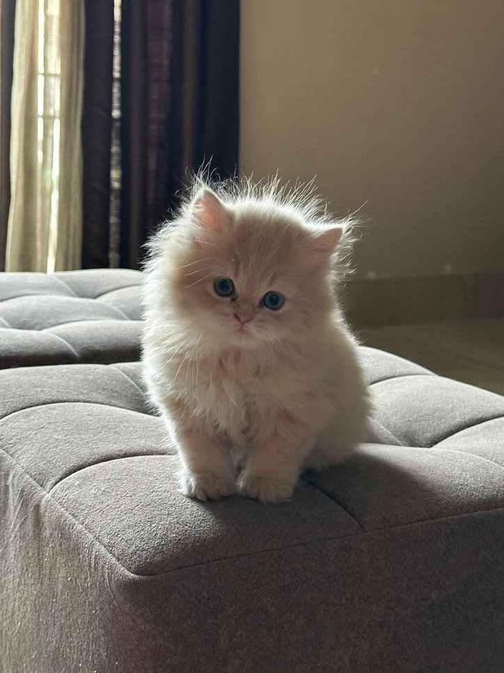 Persian For Sale In Guwahati