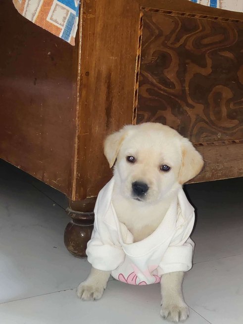 Labrador Retriever For Sale In Delhi