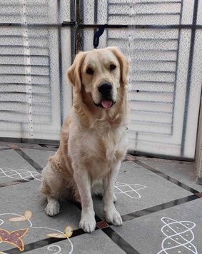 Golden Retriever For Adoption In Warangal