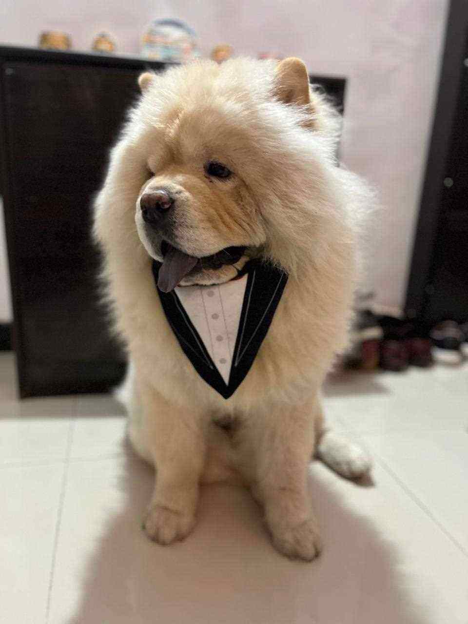 Chow Chow Dogs For Mating In Mumbai
