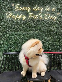 Chow Chow Dogs For Mating In Mumbai