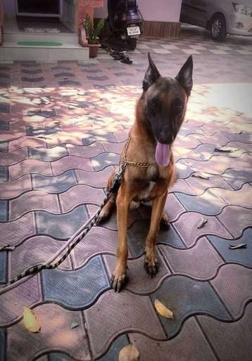 Belgian Malinois Dogs For Mating In Ernakulam