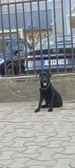 Labrador Retriever Dogs For Mating In Kolkata
