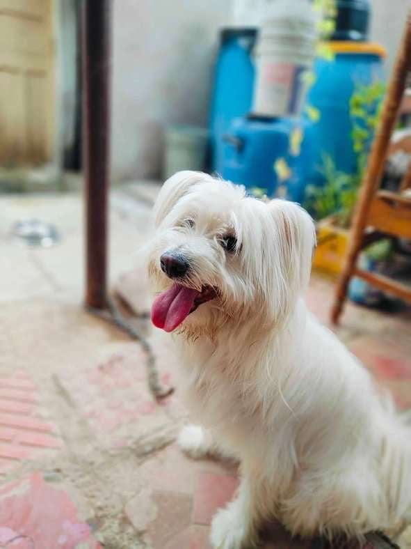 Lhasa Apso Dogs For Mating In Hyderabad