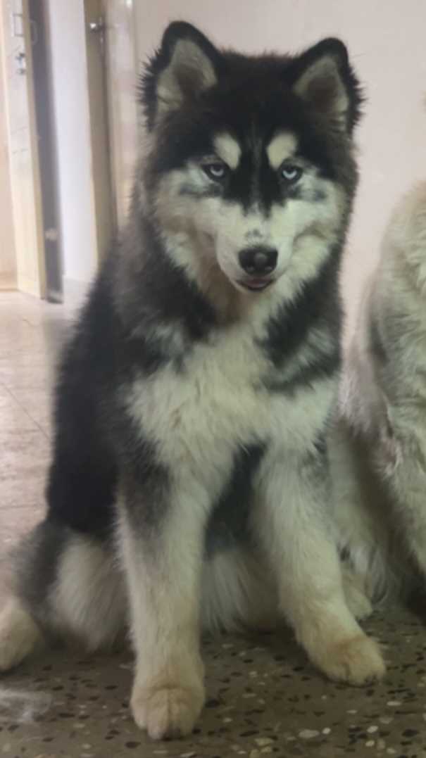 Siberian Husky For Sale In Coimbatore