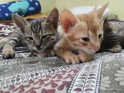Indian Breed For Adoption In Indore