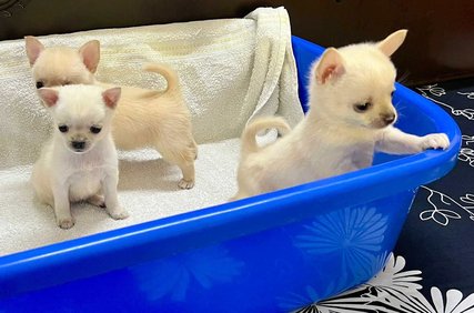 Chihuahua For Sale In Hyderabad