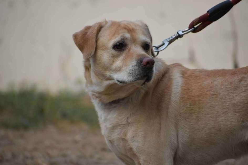 Labrador Retriever Dogs For Mating In Gurgaon