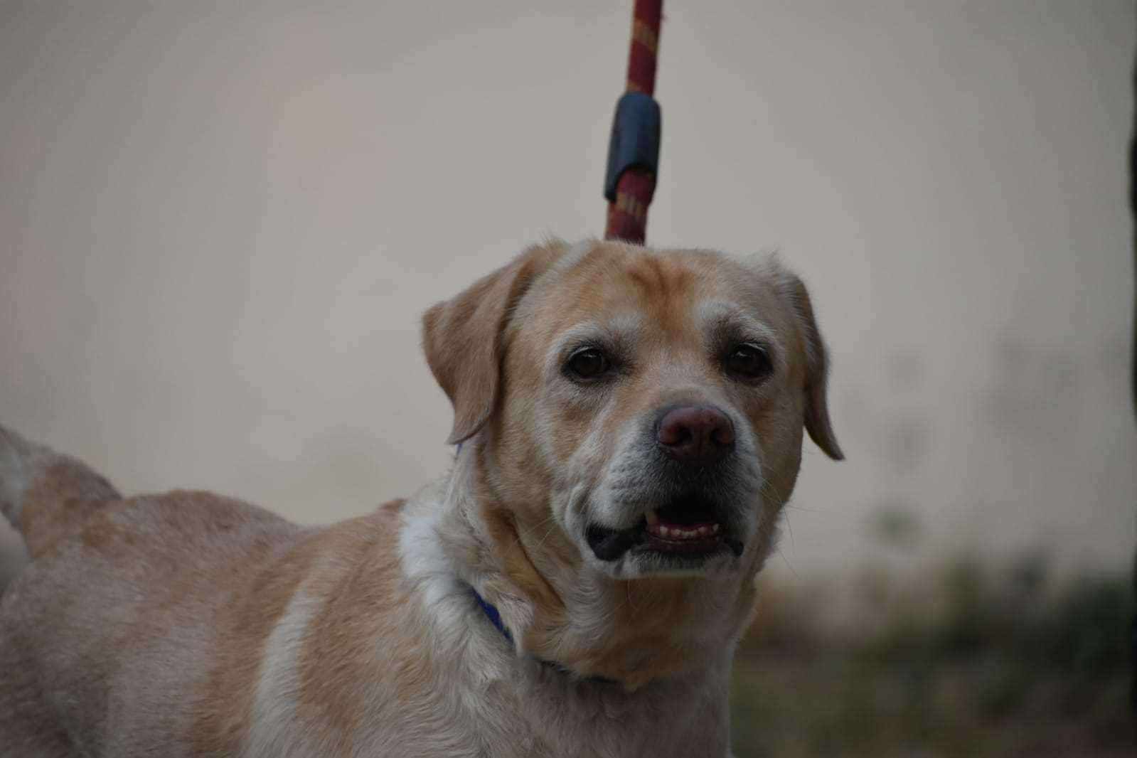 Labrador Retriever Dogs For Mating In Gurgaon