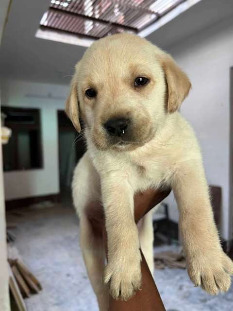 Labrador Retriever For Sale In Kanpur