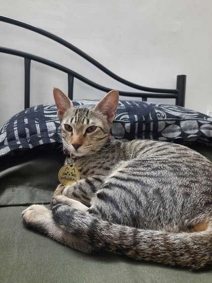 Indian Breed For Adoption In Jaipur