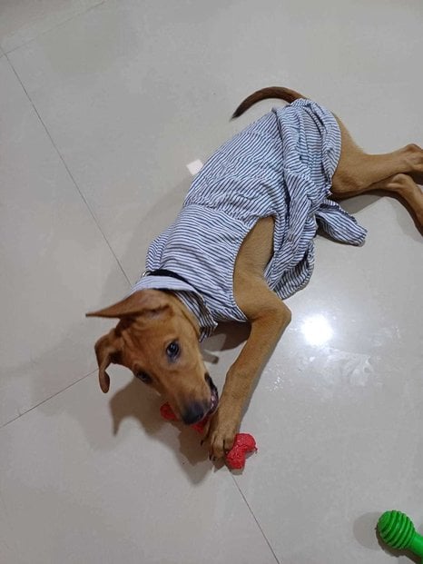 Indian Breed For Adoption In Mumbai