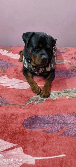Rottweiler Dogs For Mating In Delhi