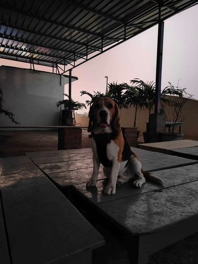 Beagle Dogs For Mating In Karimnagar
