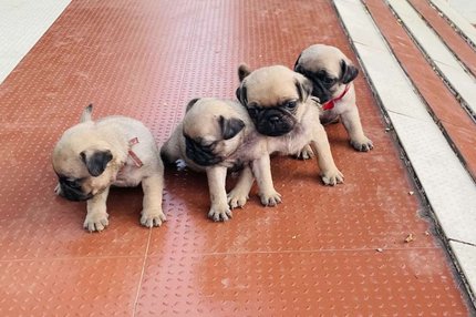 Pug For Sale In Panvel