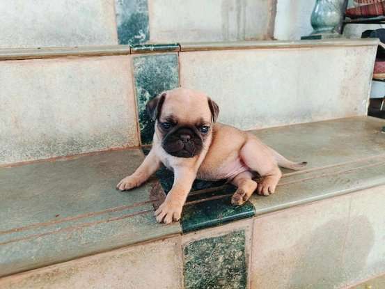Pug For Sale In Panvel