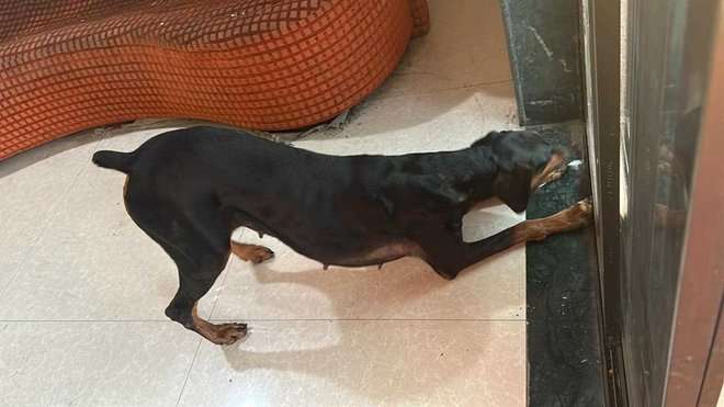 Doberman For Adoption In Mumbai