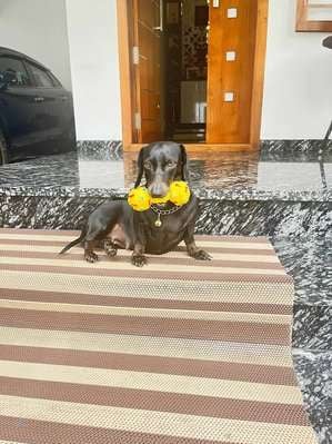Dachshund Dogs For Mating In Kottayam