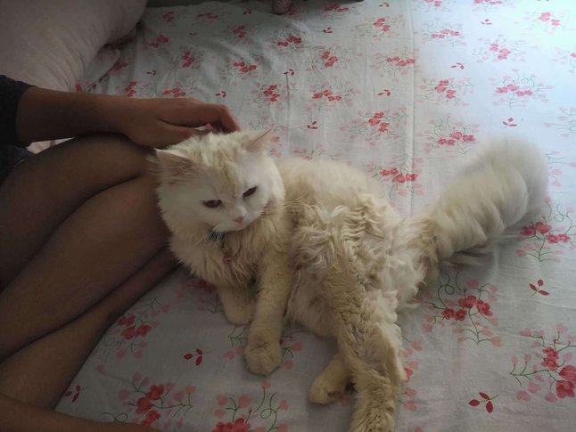 Persian For Adoption In Kolkata