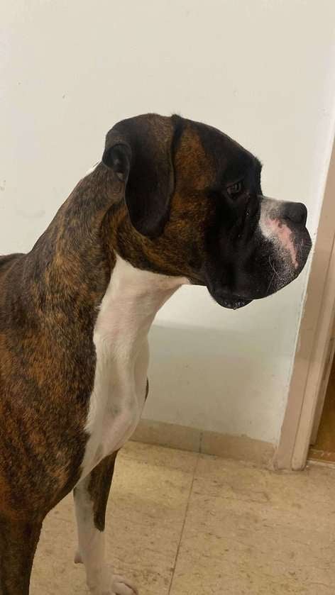 Boxer Dogs For Mating In Delhi
