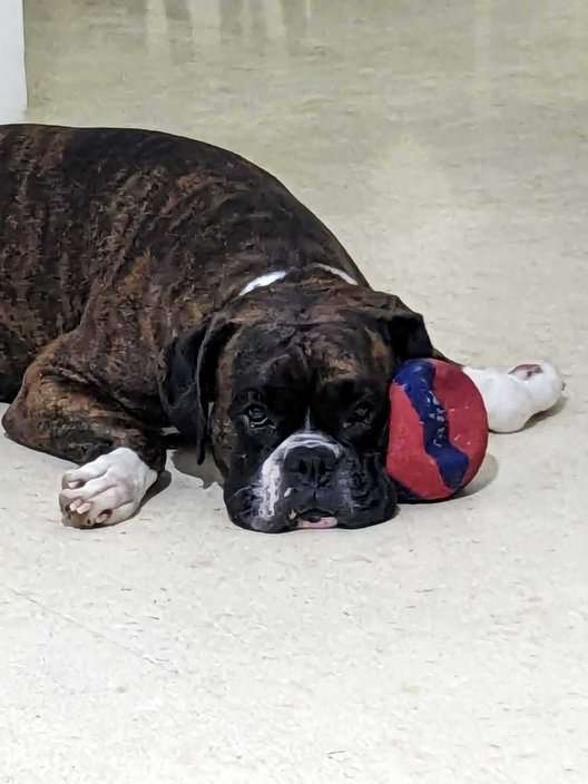 Boxer Dogs For Mating In Delhi