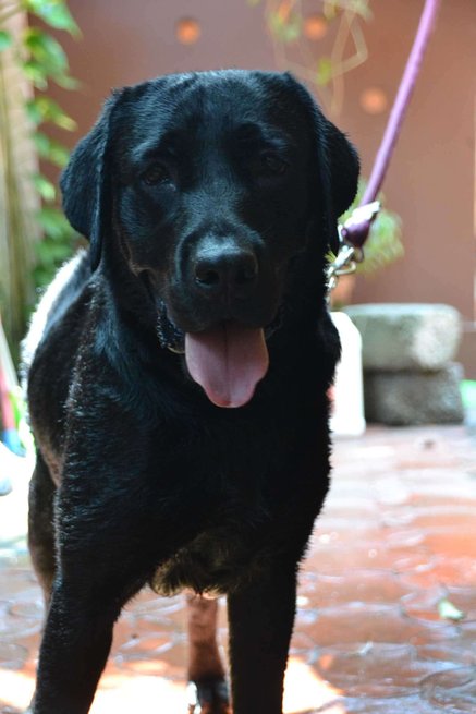 Labrador Retriever Dogs For Mating In Kochi