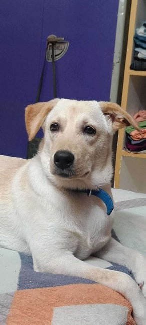 Labrador Retriever Dogs For Mating In Guntur
