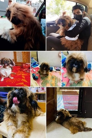 Shih Tzu Dogs For Mating In Cuddalore