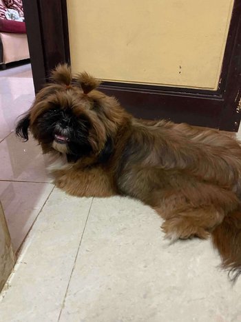 Shih Tzu Dogs For Mating In Cuddalore