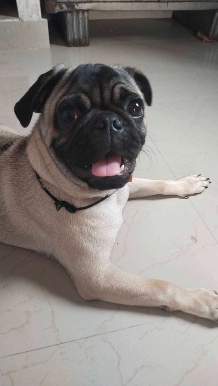 Pug Dogs For Mating In Hyderabad